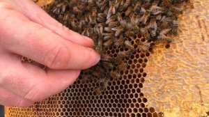 Пропала матка в марте после затяжной зимовки, что делать? | Queen bee disappeared in the spring