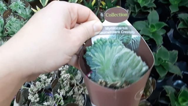 Комнатные растения, большое поступление суккулентов и не только. 26.10.2020г смотреть онлайн