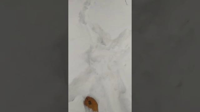 Тропление лося смотреть онлайн