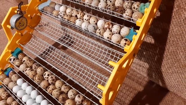 Инкубация перепелов Селадон# моя первая инкубация? Селадончиков