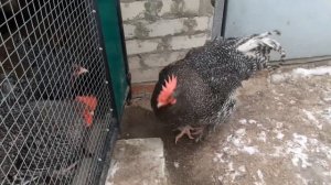 Мехеленская кукушка на прогулке, 9 месяцев вес 5 кг ровно.