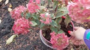 Вырашиваем гортензии в кашпо.Плюсы и минусы.Зимовка.