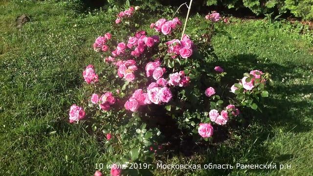 Видео обзор розы Баронесса (Флорибунда) - Baronesse (Tantau Германия, 2009) смотреть онлайн