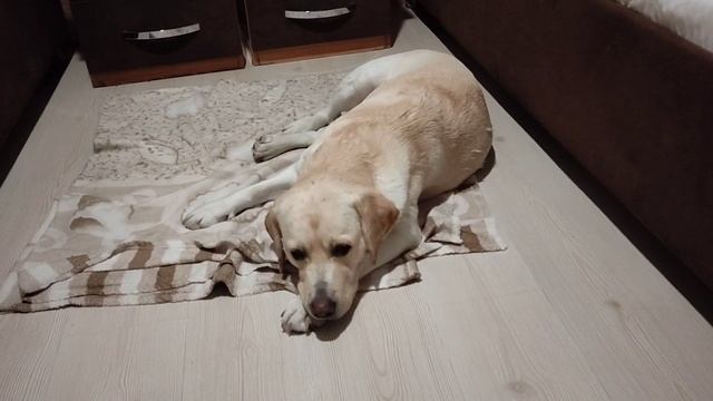 В Турции (Чорум) Не Пустили в Отель с Лабрадором, Показываю Какой Номер Удалось Снять смотреть онлайн