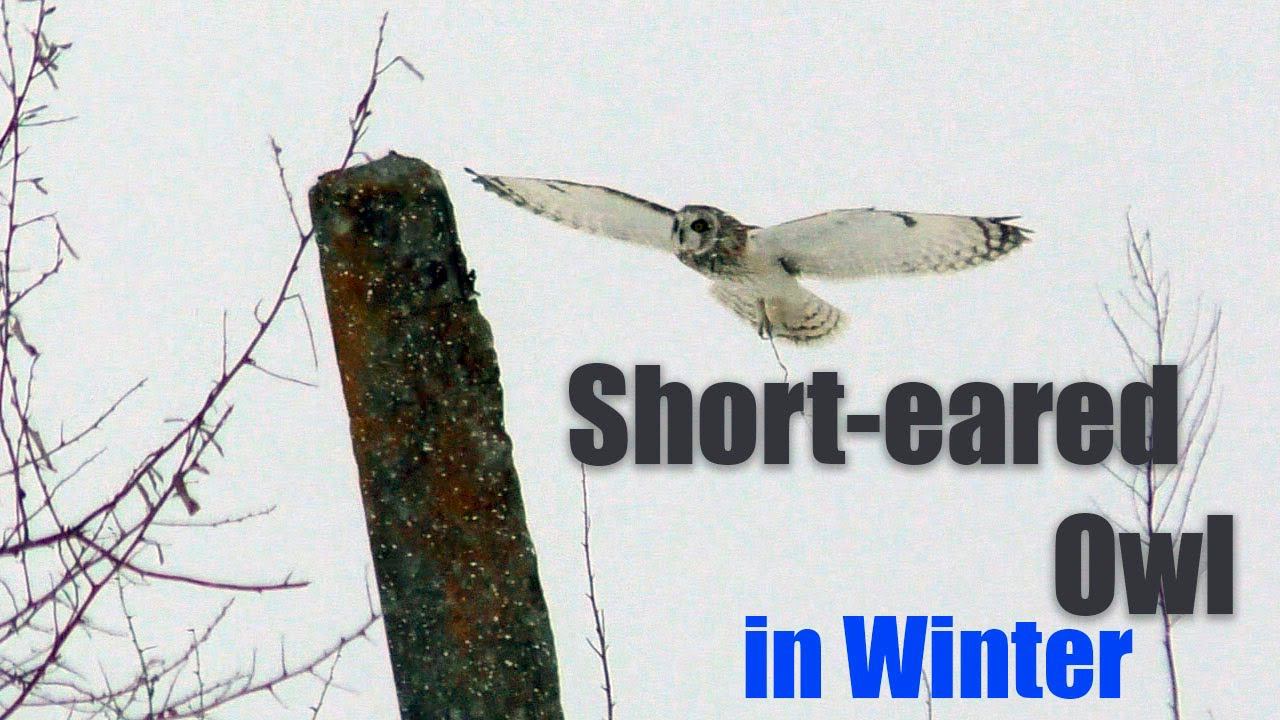 Болотная сова зимой в снегопад / Short-eared Owl in Winter смотреть онлайн