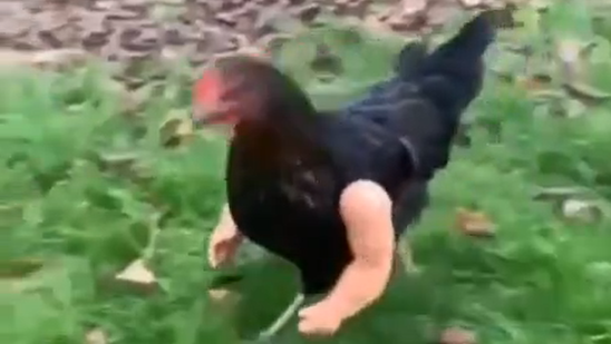 Курочки качки.mp4 смотреть онлайн