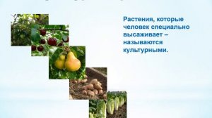 Природоведение. 5 класс. «Разнообразие растительного мира на нашей планете»