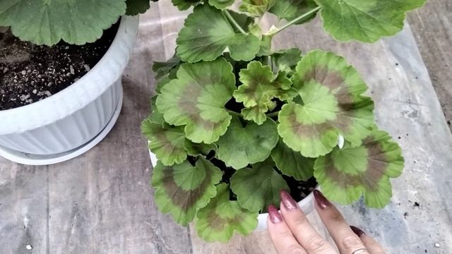 #106.Хлороз пеларгоний и как я избавляюсь от него. смотреть онлайн