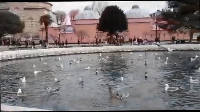 Знаменитая площадь Султанахмет. Кормление чаек.