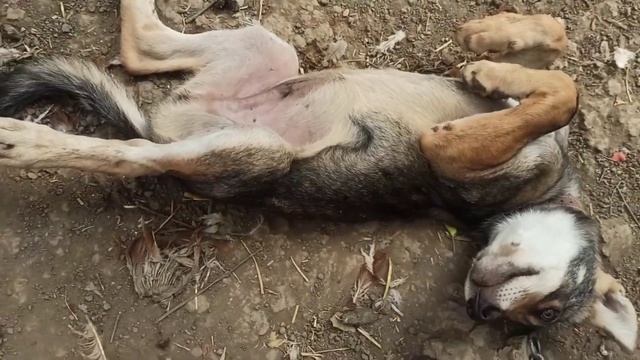 История Волка с людьми! Чистокровный Кавказский степной Волк Волчонок щенок воленд волчица Wolf