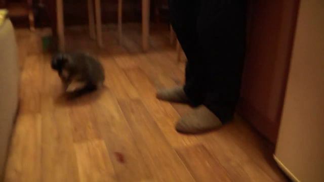 Копия видео "Питомник шпицев "GAME TIME"" смотреть онлайн