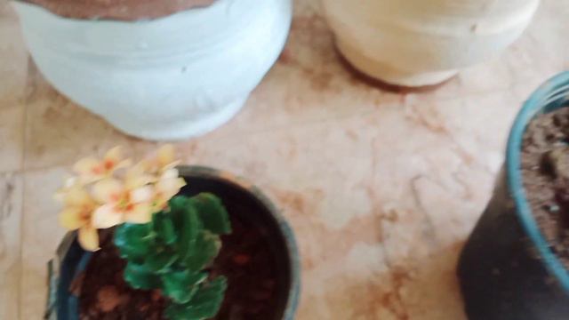 കലാഞ്ചിയ ചെടി പരിചരണവും പൂക്കൾ വിരിയിക്കാനുള്ള ടിപ്സും /Kalancho Care / RIZA'Z VIBES смотреть онлайн