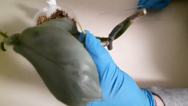 Как черенковать Филодендрон часть 2 смотреть онлайн