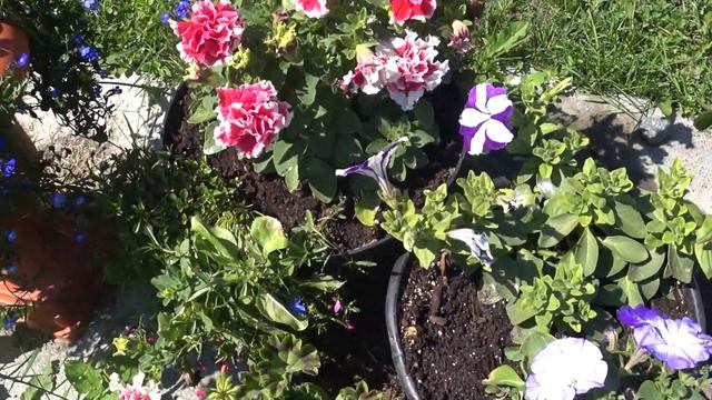 ?Обзор клумб в июне Розы,пионы ,клематисы и горшочный сад? смотреть онлайн