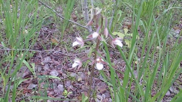 Цветёт дремлик тёмно-красный. Изборск. Мальская долина. Июль. смотреть онлайн