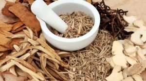 Кора осины при сахарном диабете