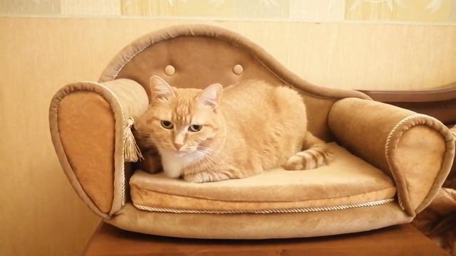 Диван для любимой кошки смотреть онлайн
