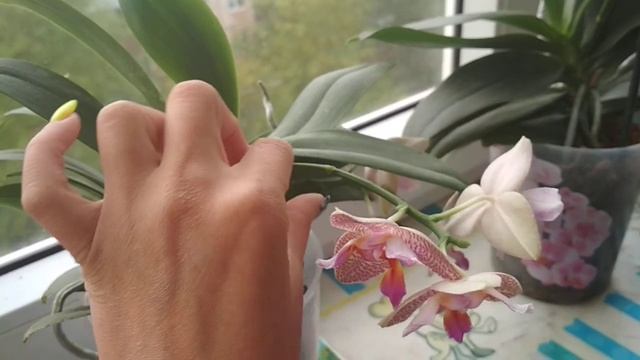 P.I Hsin Venus Peloric, P.Joy Fairy tale смотреть онлайн