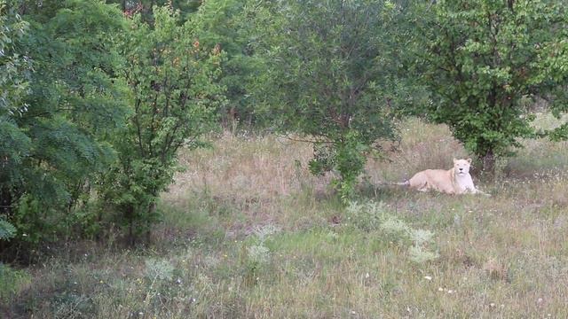 Любвеобильный Чип! Тайган. Белогорск. Крым. смотреть онлайн