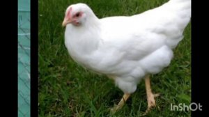 Порода кур русская белая.Несушки идеалы🐓🐔