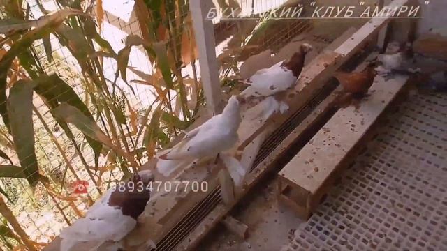 Двухчубые Голуби от Амон Хаджа город Бухара,Two-lipped Pigeons from Amon Hadji Bukhara city!!! смотреть онлайн