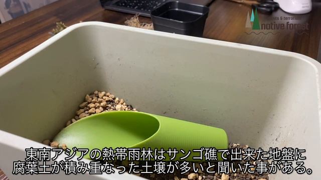 [Selaginella Siamensis] セラギネラ サイアメンシス 〜開封の儀〜