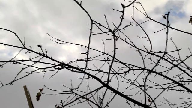 Народный праздник «Анисьин день». 12 января. Что нужно делать в этот день. смотреть онлайн