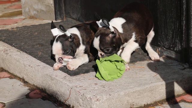 Анвире Цвет Ночи и Анвире Ценный Приз, мальчики, 3 мес. SALE. смотреть онлайн