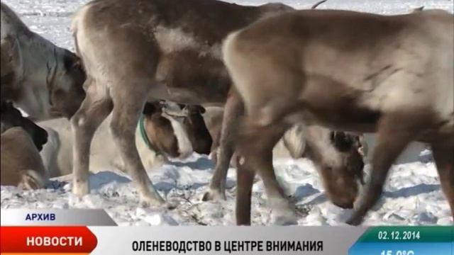 Конференция «Устойчивое развитие оленеводства в Арктике. Традиции и инновации» пройдет в Нарьян-Мар смотреть онлайн