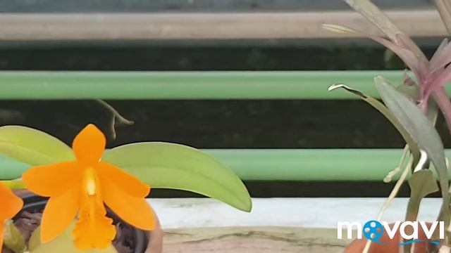 Теплица орхидей в Корее.Часть 1. смотреть онлайн
