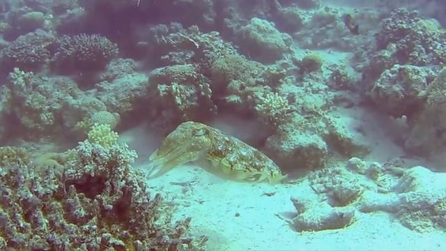 Sepia - Red Sea смотреть онлайн