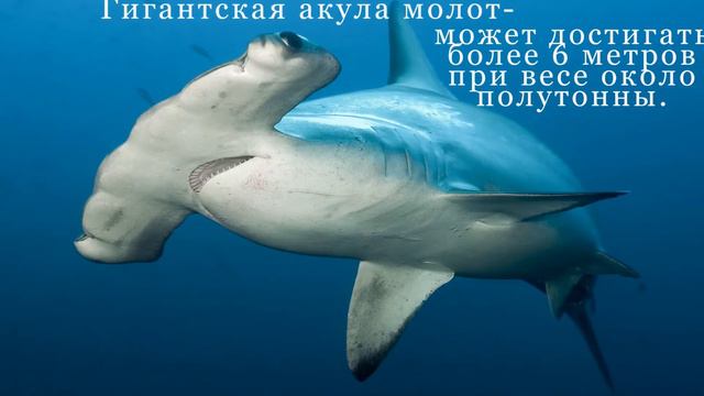 МОНСТРЫ смотреть онлайн