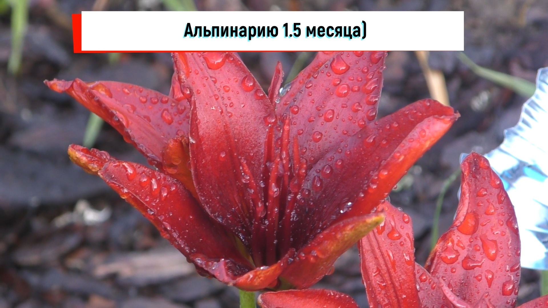 Альпинарию 1.5 месяца, он был сделан на заброшенном участке вместо горы мусора