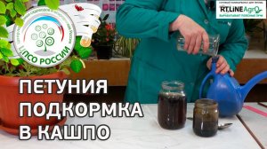 Подкормка петунии в горшках. Как подкармливать петунию в кашпо.