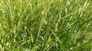 Ежа сборная - лекарственное растение. А вы не знали?