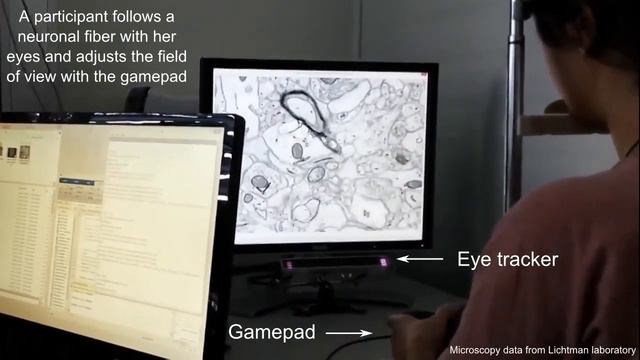 Eye-Trace: Segmentation of Volumetric Microscopy Images with Eyegaze смотреть онлайн