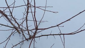 Заготовка черенков весной имеет свои плюсы.