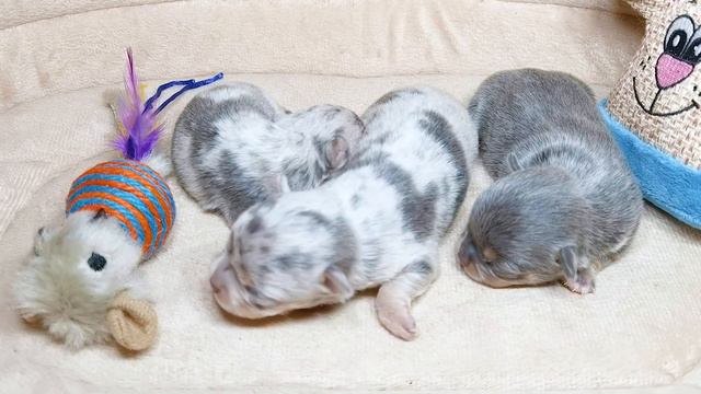 Newborn Blue Merle Chihuahua Puppies смотреть онлайн
