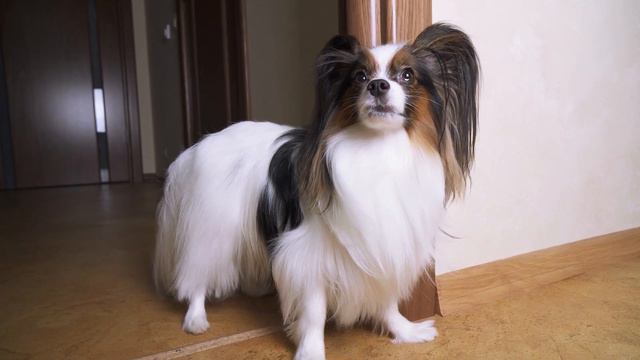 А ВАСЬКА СЛУШАЕТ, ДА ЕСТ… Веселый ЮКИ и ПОСЛОВИЦЫ смотреть онлайн