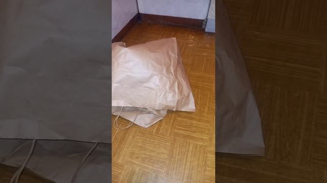 МОЙ КОТ СОШЕЛ С УМА!!! ЖИВЕТ В ПАКЕТЕ смотреть онлайн