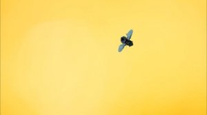 Игра для кота, котенка с мухой бегающей по экрану монитора. Посмотрим как он с ней справится