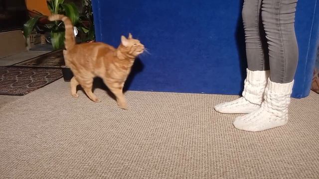 ДРЕССИРОВКА КОТА !! Кот выполняет команды как собака!