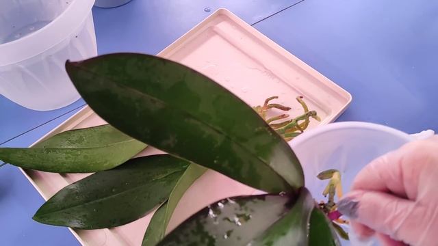 31.01.21. ОРХИДЕИ из уценки Оби.. обработка топазом и посадка в керамзит. 2 часть смотреть онлайн