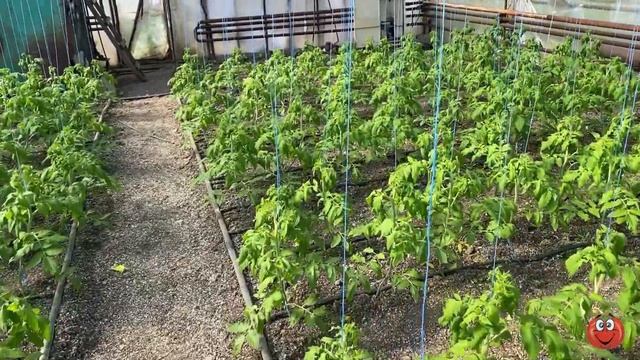 Состояние томатов на 4 марта ПИНК БУШ и М 97 смотреть онлайн