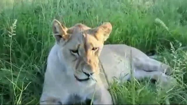 прогулки со львами смотреть онлайн