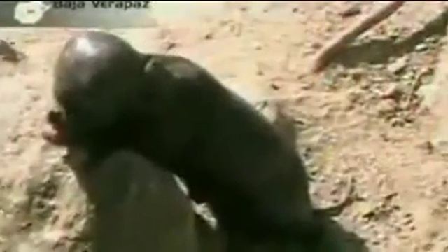 Поросенок мутант.avi