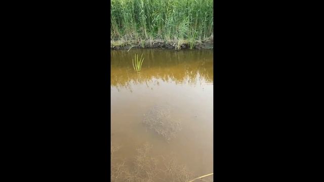 шустрый карась на реке Тюкалка смотреть онлайн