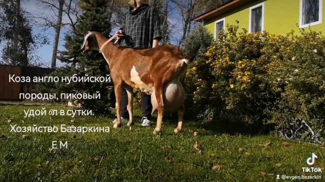 Англо нубийская коза Ева, американского происхождения, живёт в мос обл, Россия ?? козы, нубийцы=) смотреть онлайн