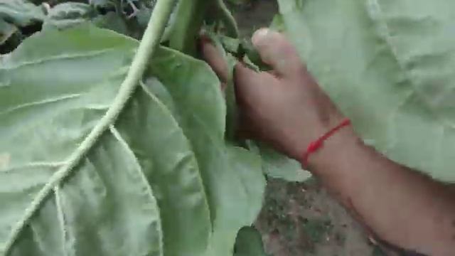 созревание и уборка махорки! смотреть онлайн