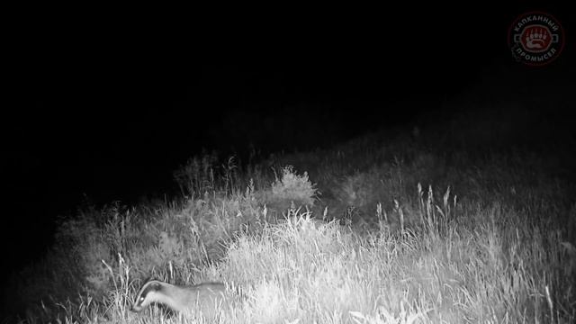 Лисий выводок | Барсучьи норы | Рейдерский захват смотреть онлайн